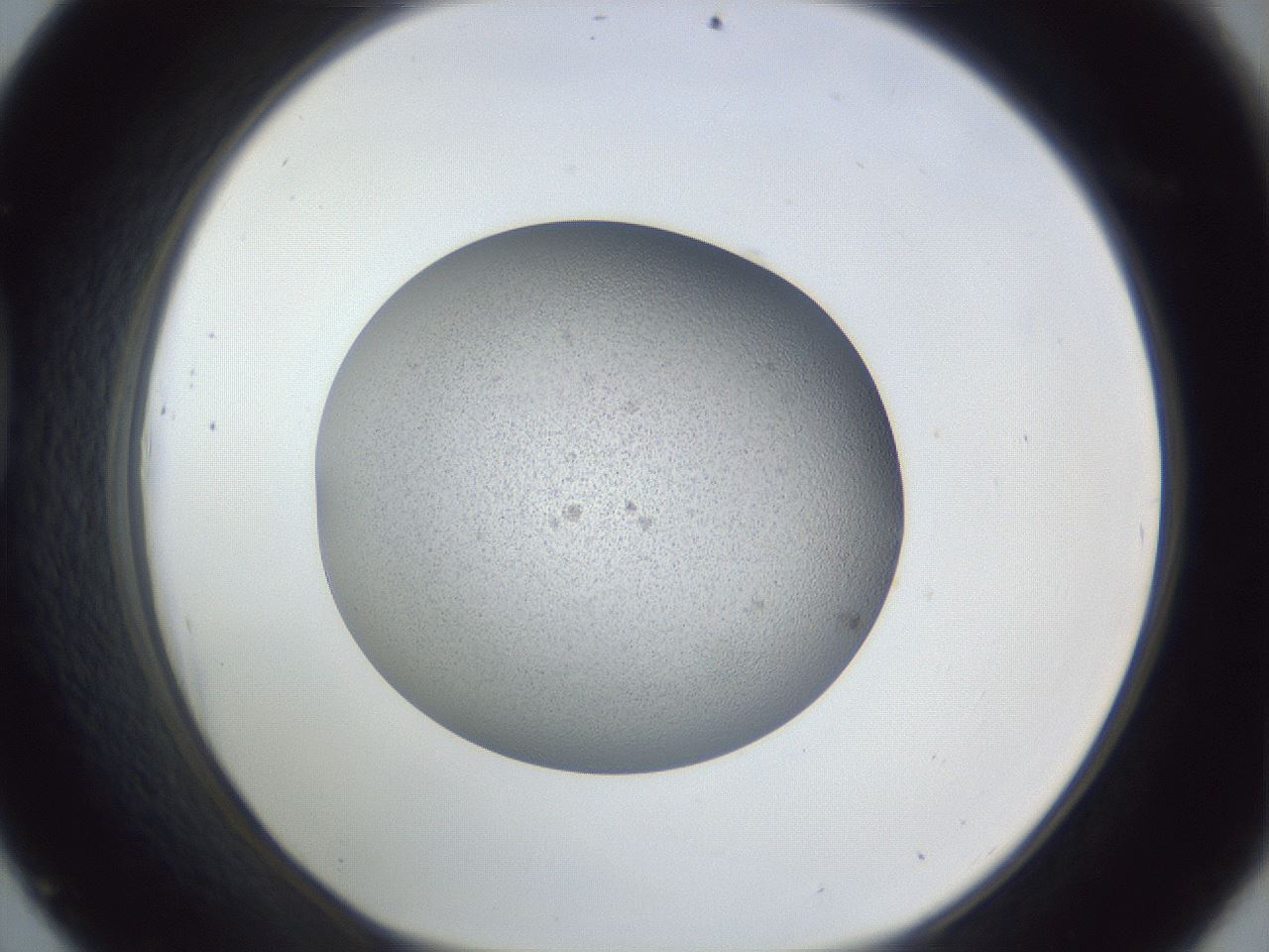 folderID249_plateID1249_batchID3996_wellNum45_profileID1_d1_r72410_ef.jpg