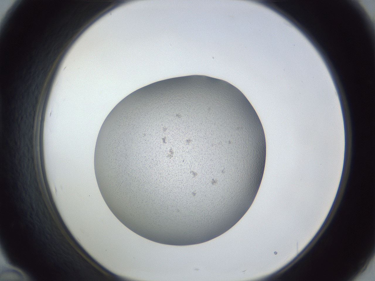 folderID249_plateID1249_batchID3996_wellNum46_profileID1_d1_r72411_ef.jpg