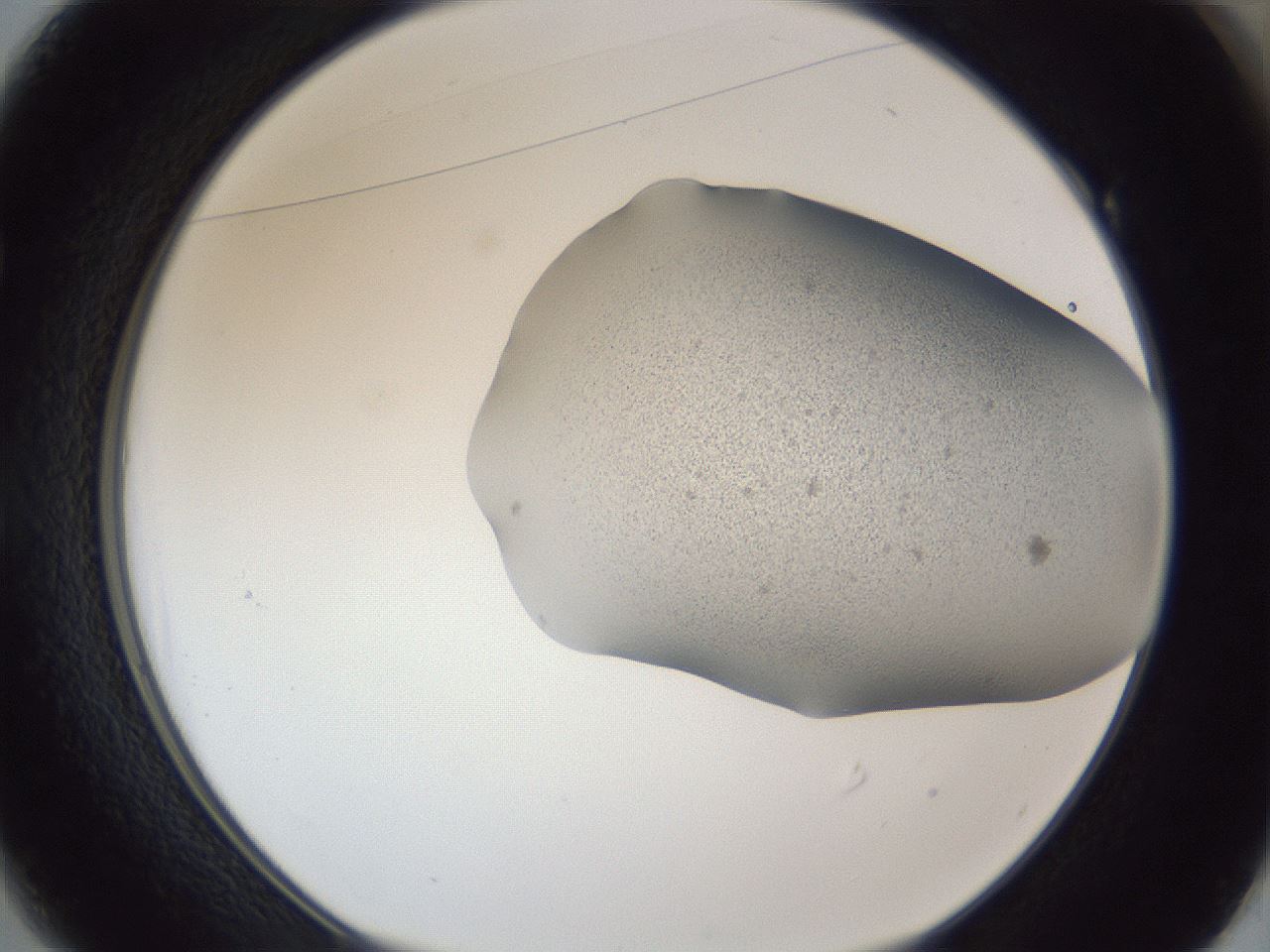 folderID249_plateID1249_batchID3996_wellNum49_profileID1_d1_r72414_ef.jpg