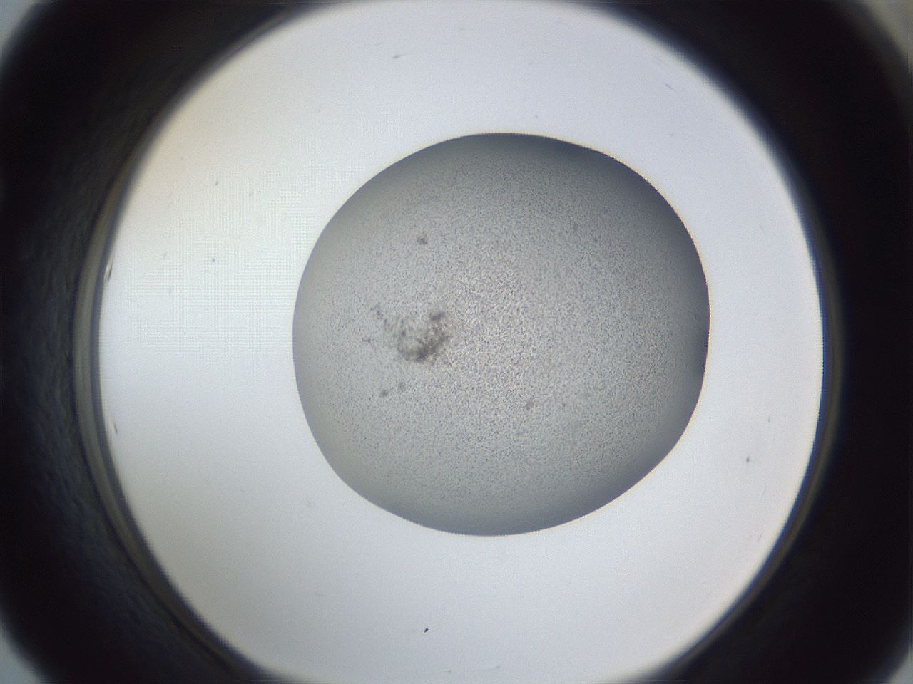 folderID249_plateID1249_batchID3996_wellNum53_profileID1_d1_r72418_ef.jpg