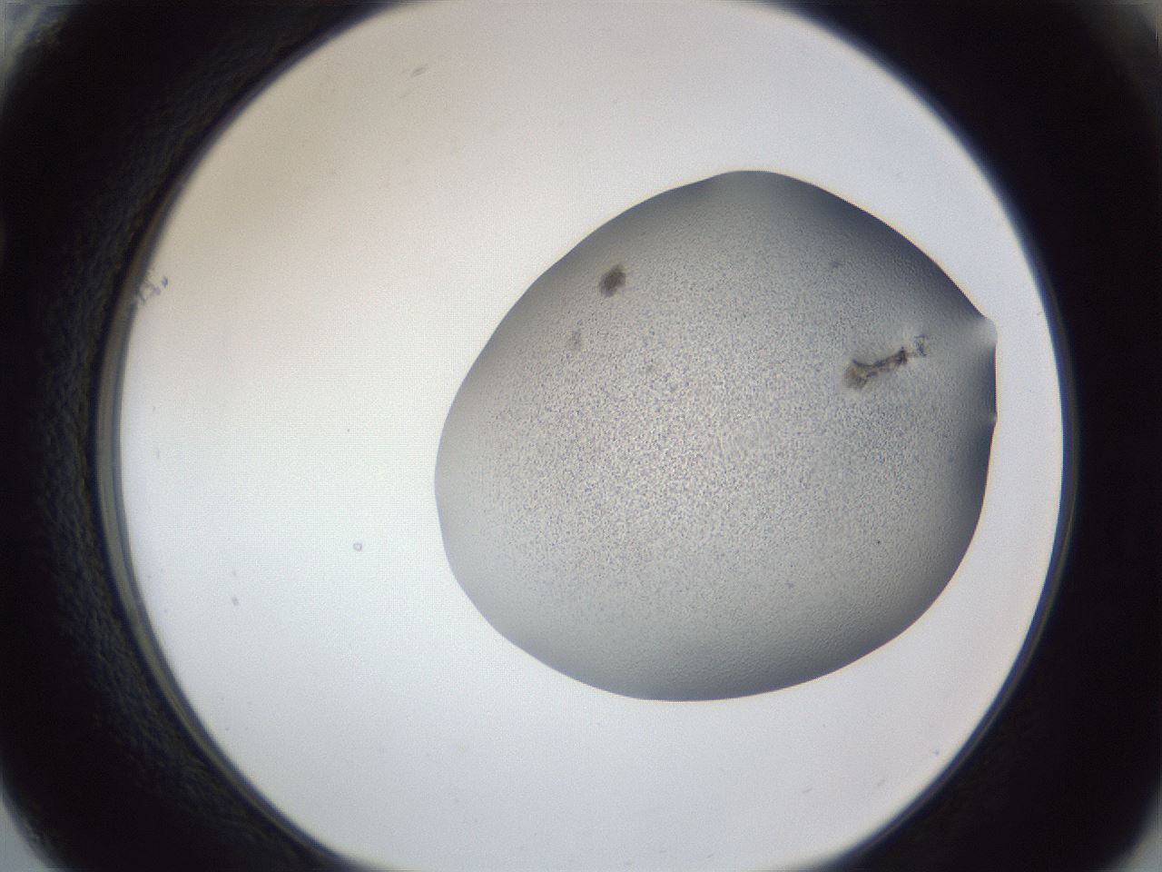 folderID249_plateID1249_batchID3996_wellNum61_profileID1_d1_r72426_ef.jpg
