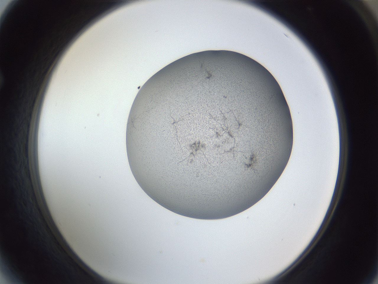 folderID249_plateID1249_batchID3996_wellNum64_profileID1_d1_r72429_ef.jpg
