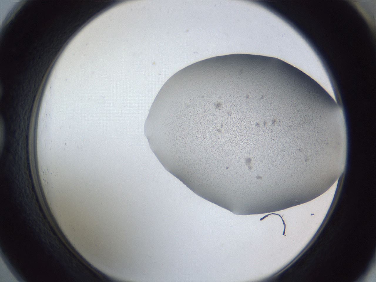 folderID249_plateID1249_batchID3996_wellNum73_profileID1_d1_r72438_ef.jpg