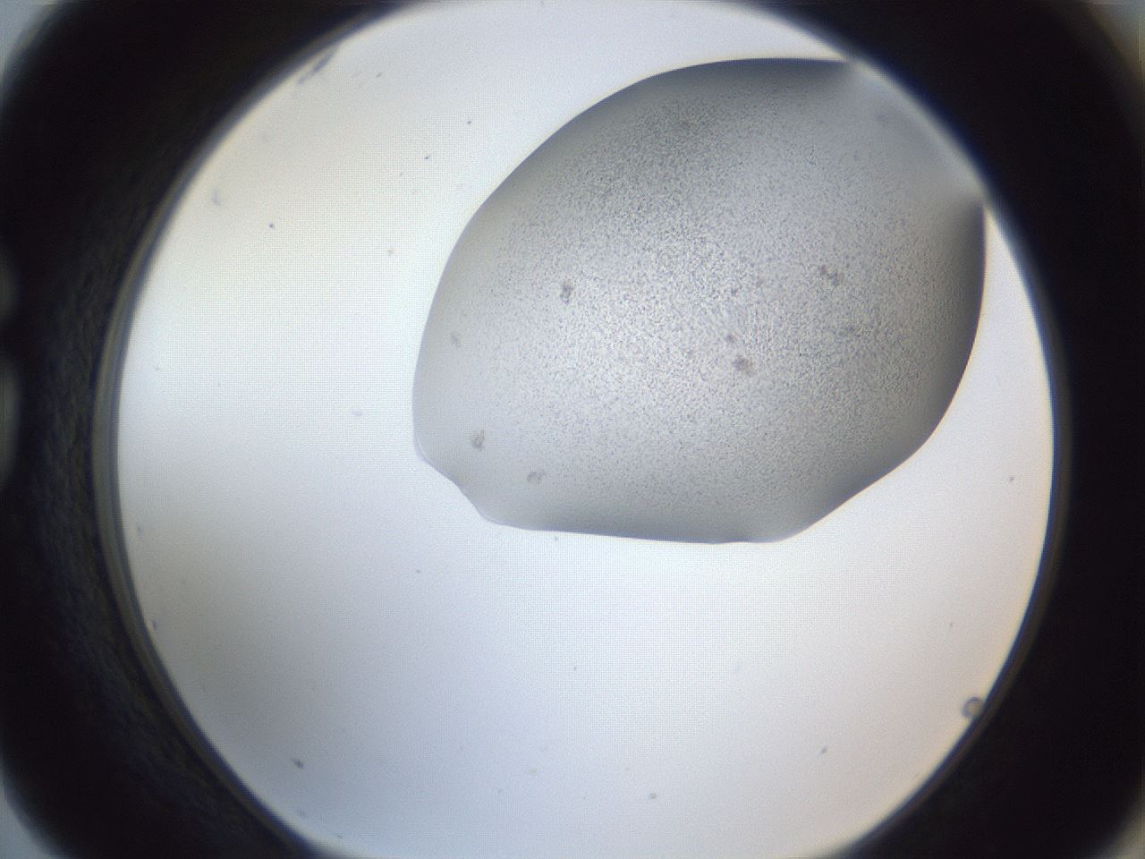 folderID249_plateID1249_batchID3996_wellNum75_profileID1_d1_r72440_ef.jpg