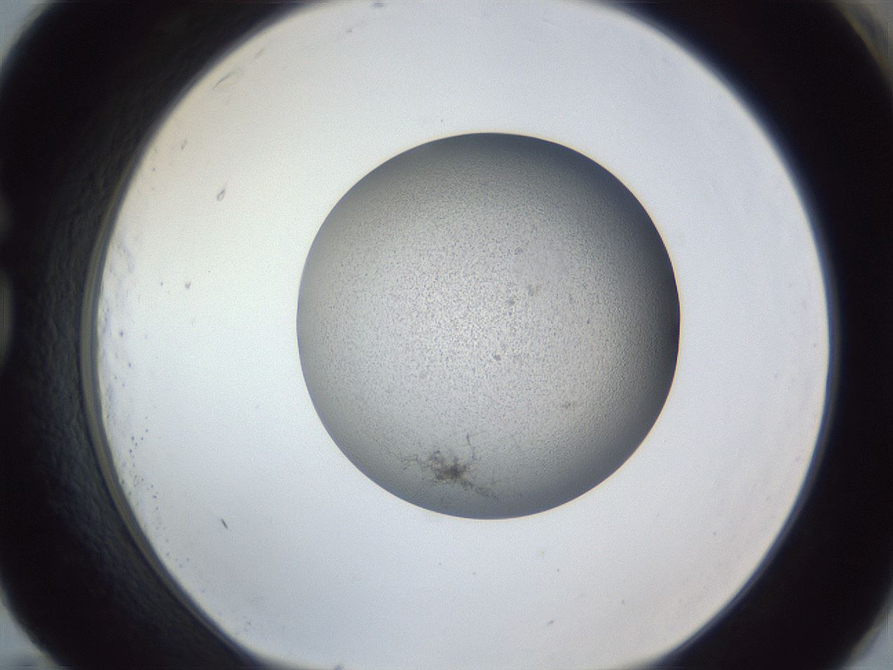 folderID249_plateID1249_batchID3996_wellNum83_profileID1_d1_r72448_ef.jpg