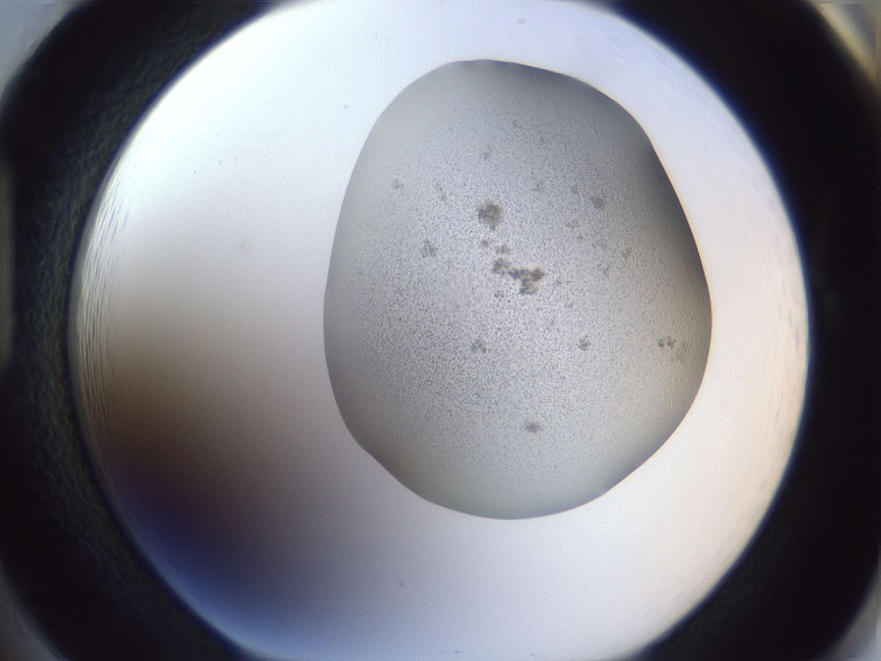 folderID249_plateID1249_batchID3996_wellNum85_profileID1_d1_r72450_ef.jpg