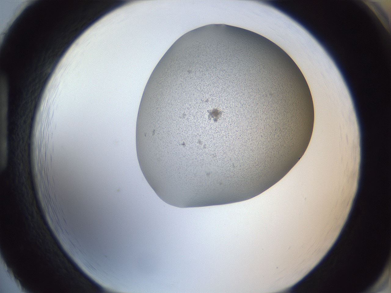 folderID249_plateID1249_batchID3996_wellNum86_profileID1_d1_r72451_ef.jpg