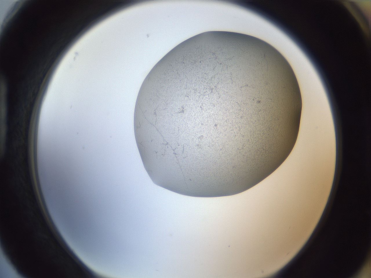 folderID249_plateID1249_batchID3996_wellNum88_profileID1_d1_r72453_ef.jpg