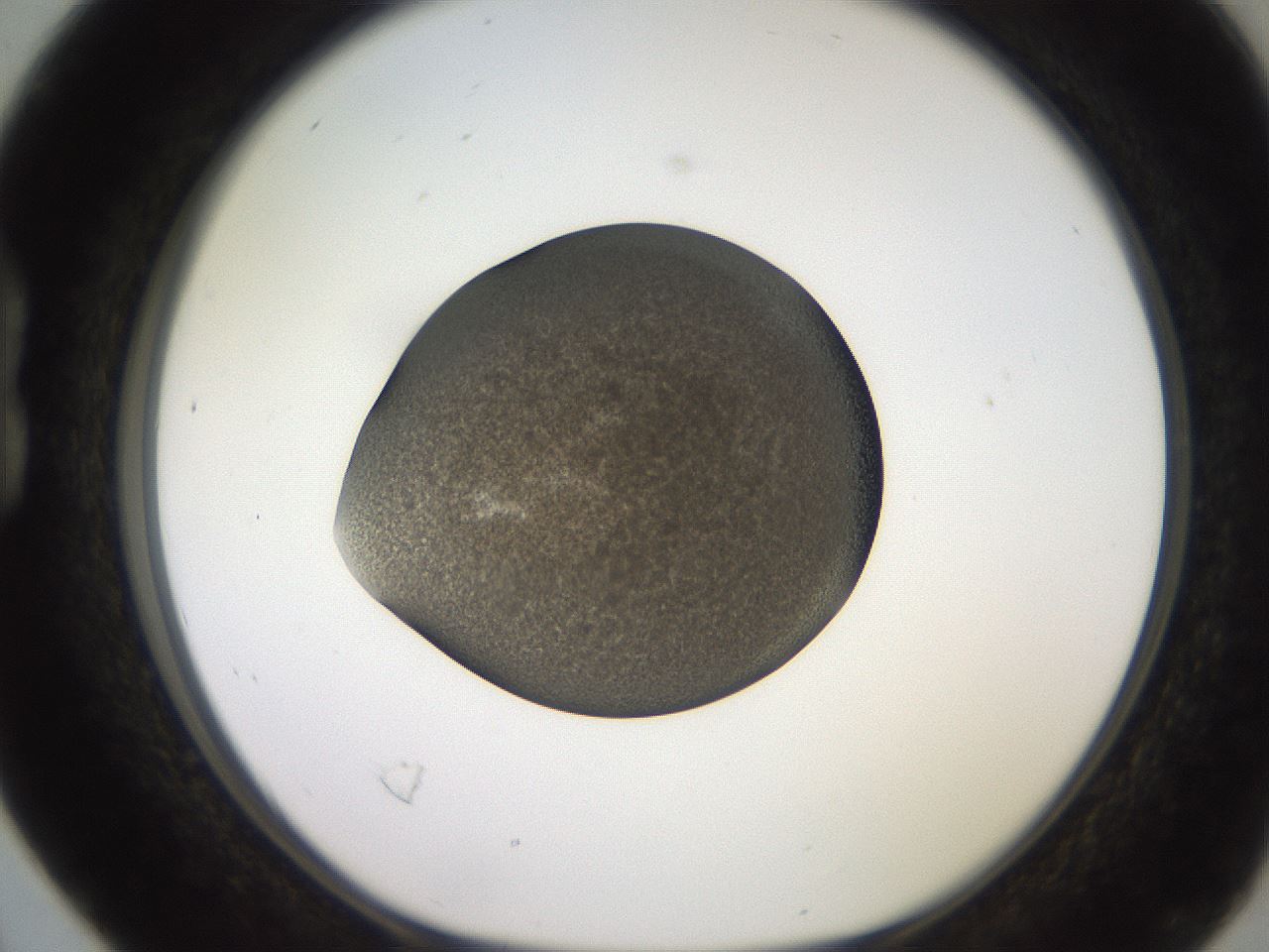 folderID249_plateID2249_batchID10284_wellNum16_profileID1_d1_r156252_ef.jpg