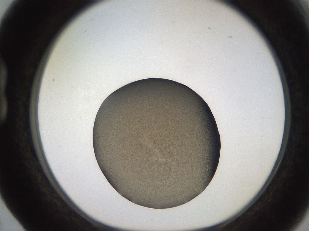 folderID249_plateID2249_batchID10284_wellNum17_profileID1_d1_r156254_ef.jpg