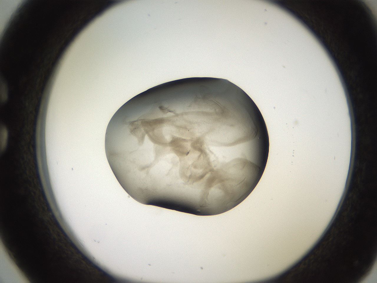 folderID249_plateID2249_batchID10284_wellNum26_profileID1_d1_r156272_ef.jpg