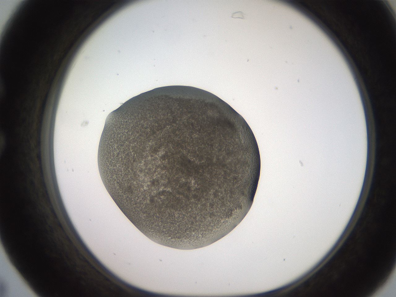 folderID249_plateID2249_batchID10284_wellNum31_profileID1_d1_r156282_ef.jpg