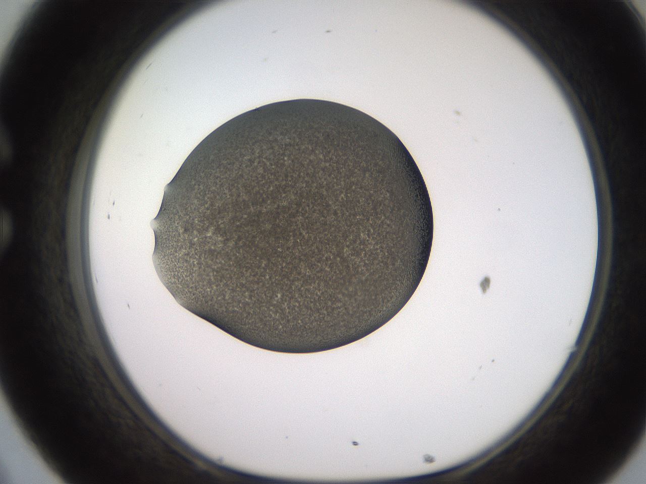 folderID249_plateID2249_batchID10284_wellNum32_profileID1_d1_r156284_ef.jpg