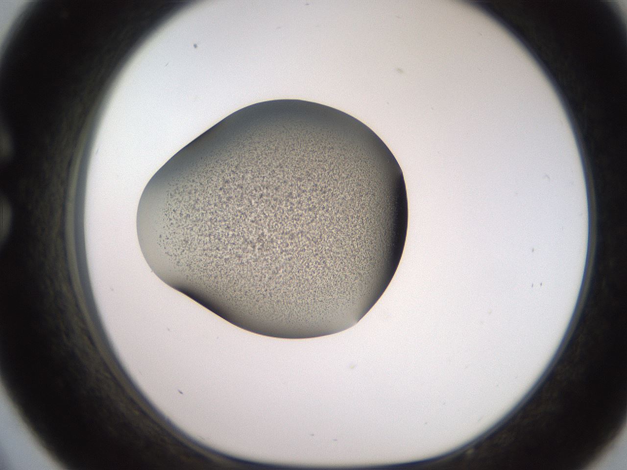 folderID249_plateID2249_batchID10284_wellNum33_profileID1_d1_r156286_ef.jpg