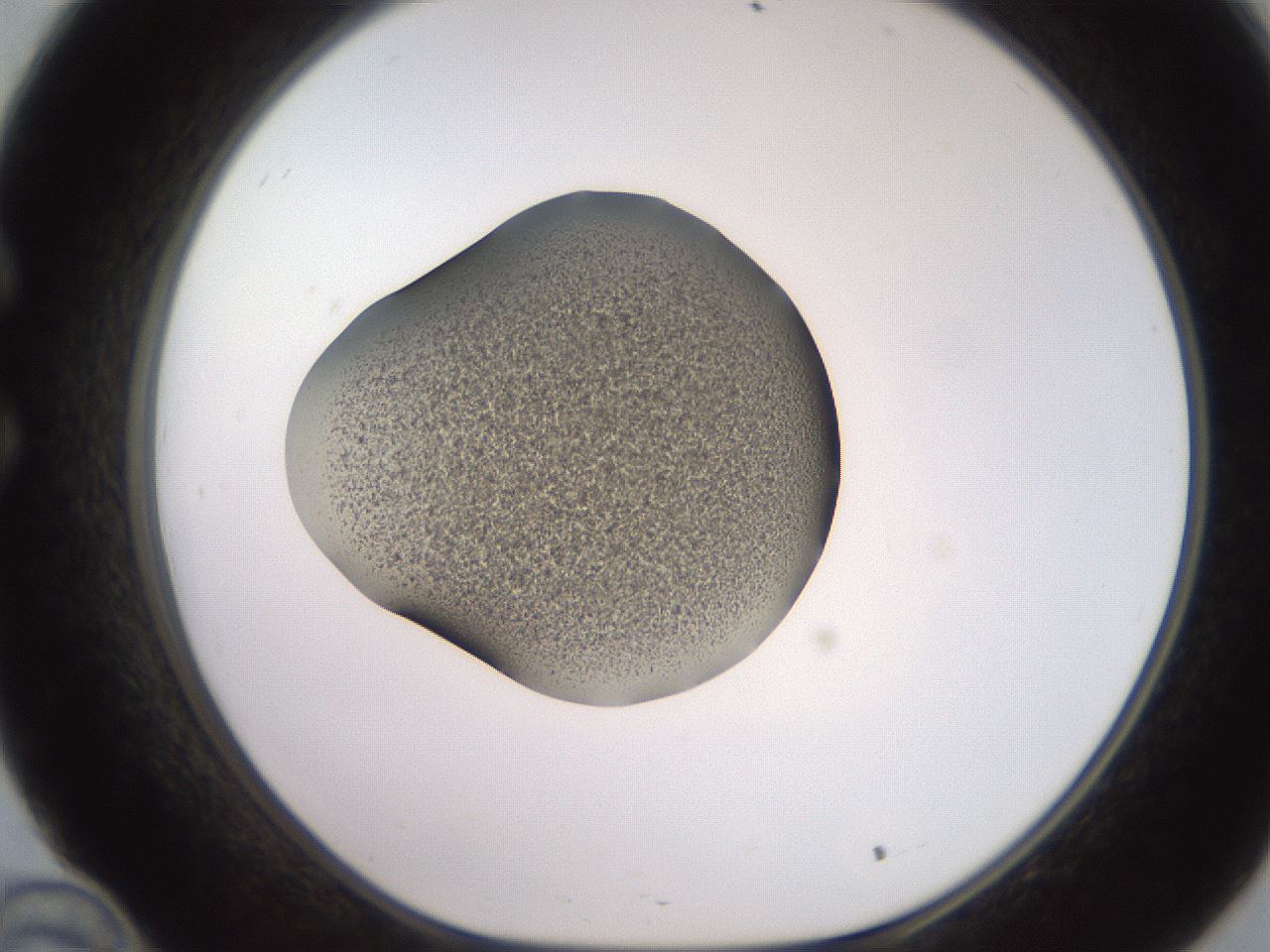 folderID249_plateID2249_batchID10284_wellNum34_profileID1_d1_r156288_ef.jpg