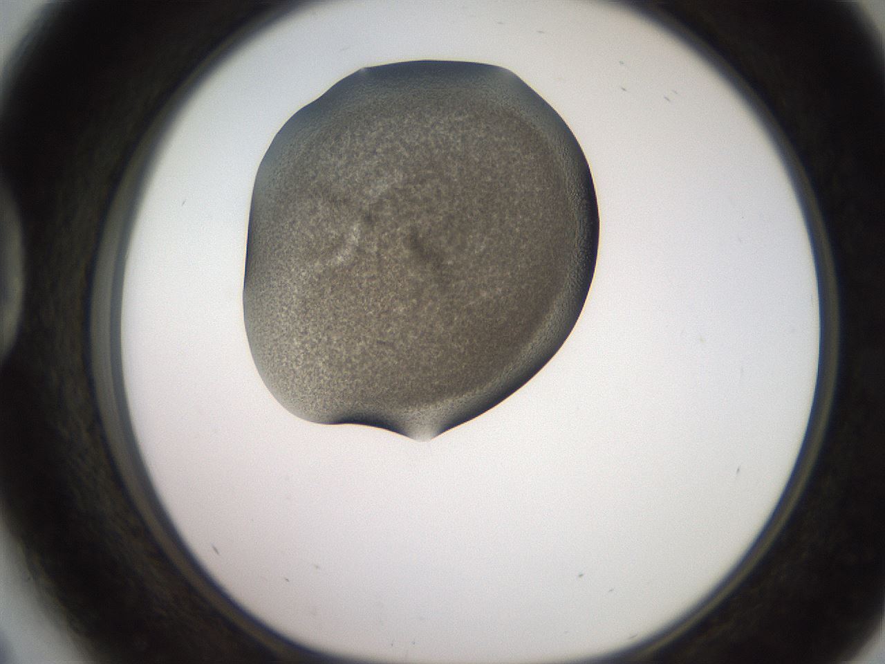 folderID249_plateID2249_batchID10284_wellNum41_profileID1_d1_r156302_ef.jpg