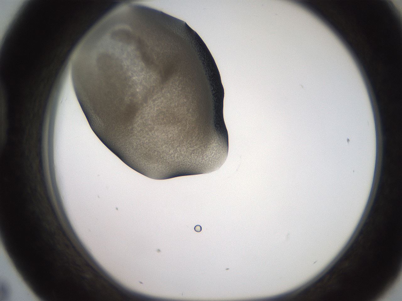 folderID249_plateID2249_batchID10284_wellNum43_profileID1_d1_r156306_ef.jpg