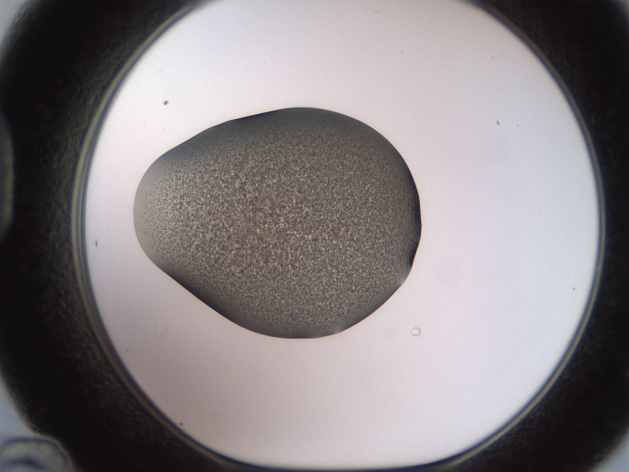 folderID249_plateID2249_batchID10284_wellNum48_profileID1_d1_r156316_ef.jpg