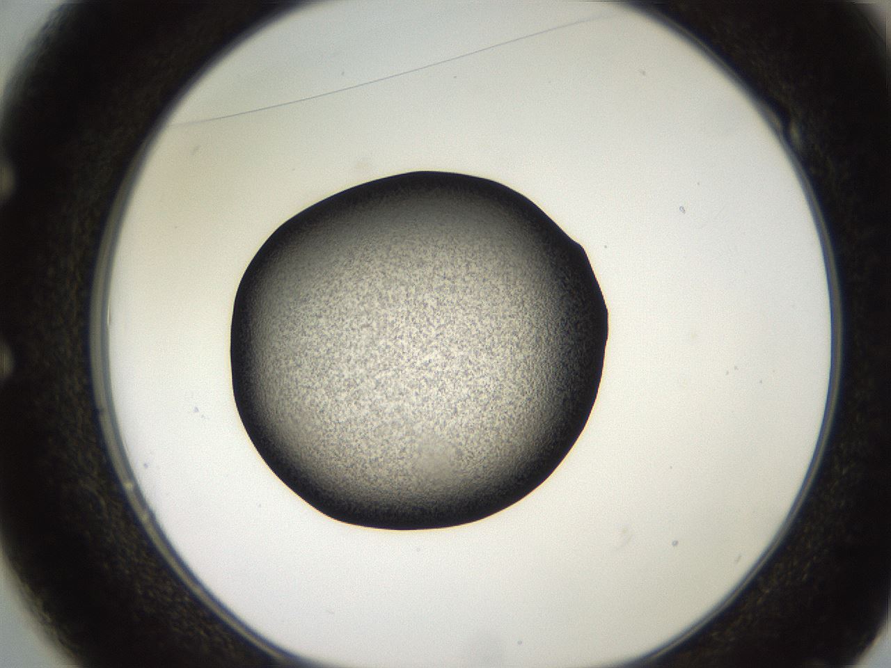 folderID249_plateID2249_batchID10284_wellNum49_profileID1_d1_r156318_ef.jpg