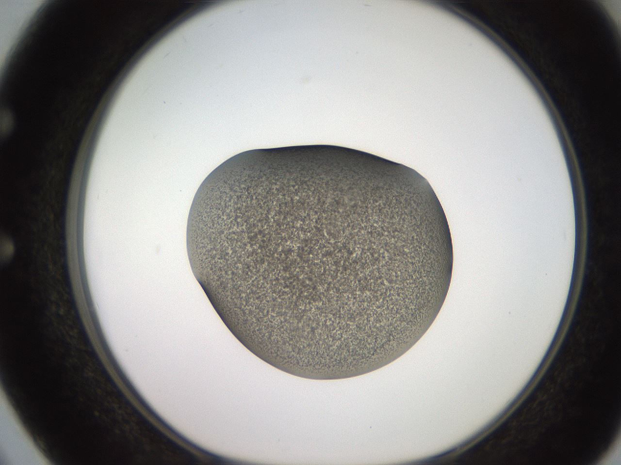 folderID249_plateID2249_batchID10284_wellNum50_profileID1_d1_r156320_ef.jpg