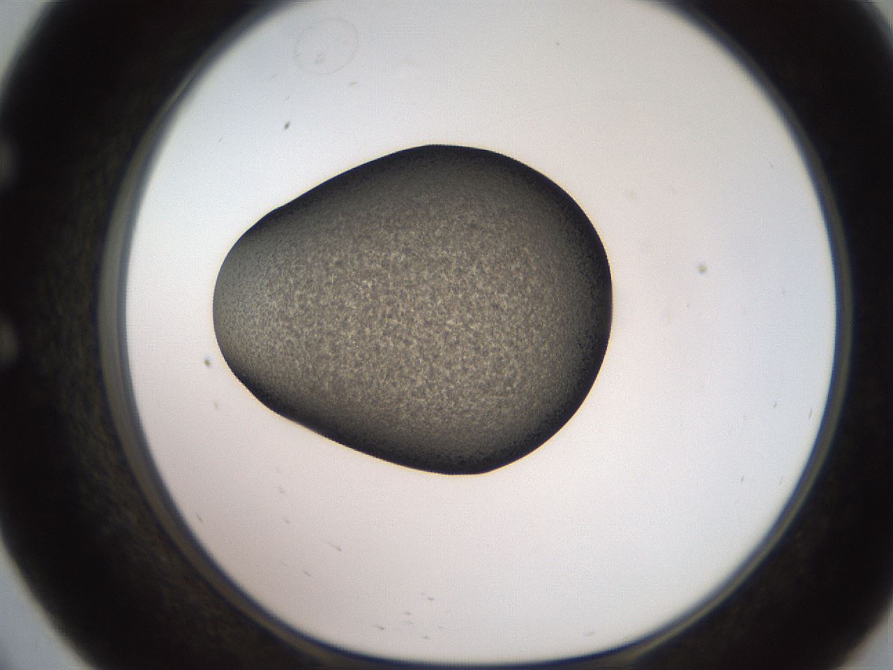 folderID249_plateID2249_batchID10284_wellNum57_profileID1_d1_r156334_ef.jpg