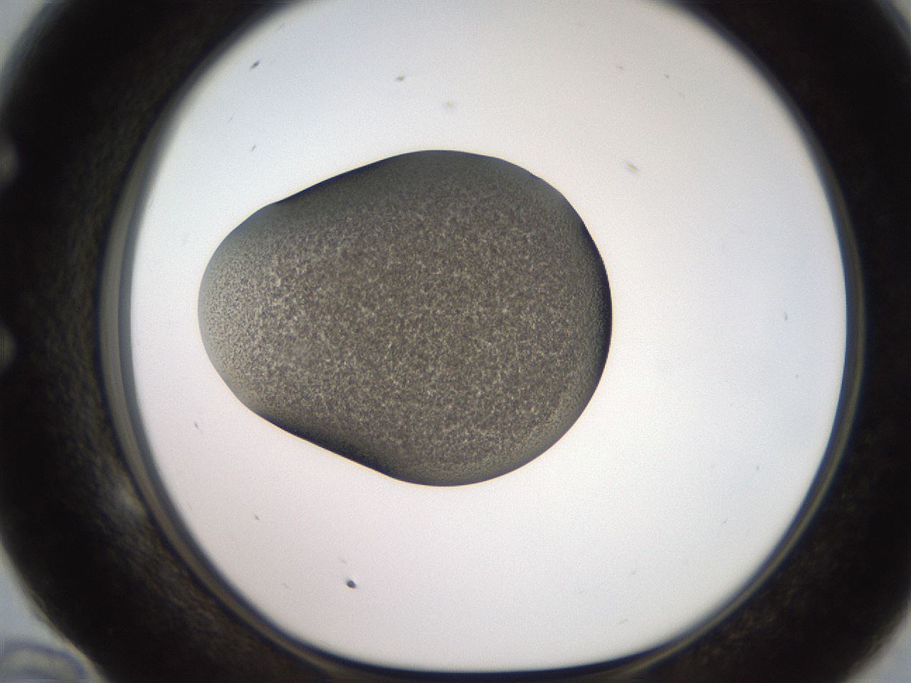folderID249_plateID2249_batchID10284_wellNum58_profileID1_d1_r156336_ef.jpg