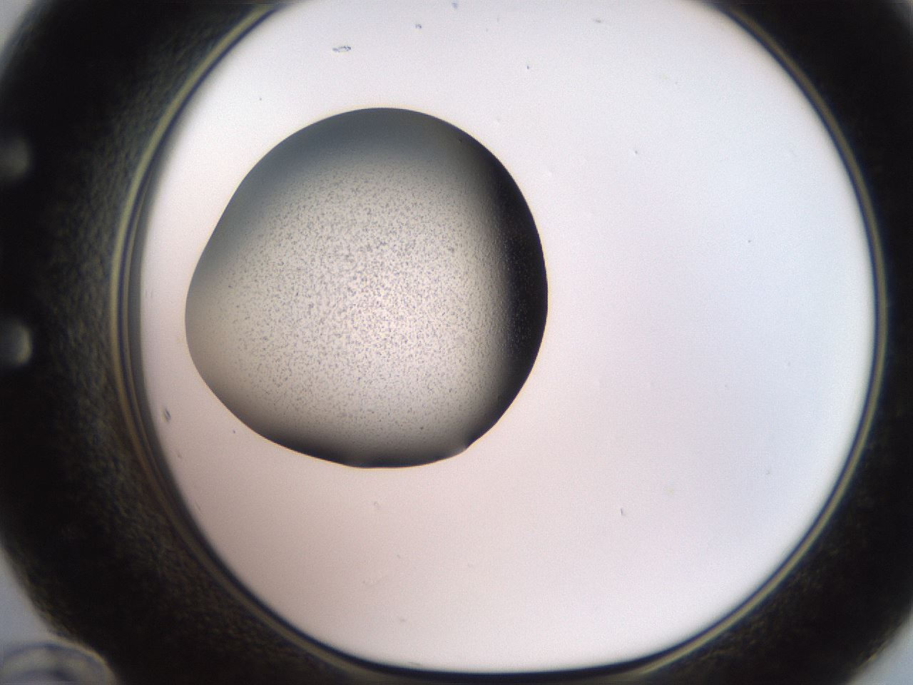 folderID249_plateID2249_batchID10284_wellNum60_profileID1_d1_r156340_ef.jpg