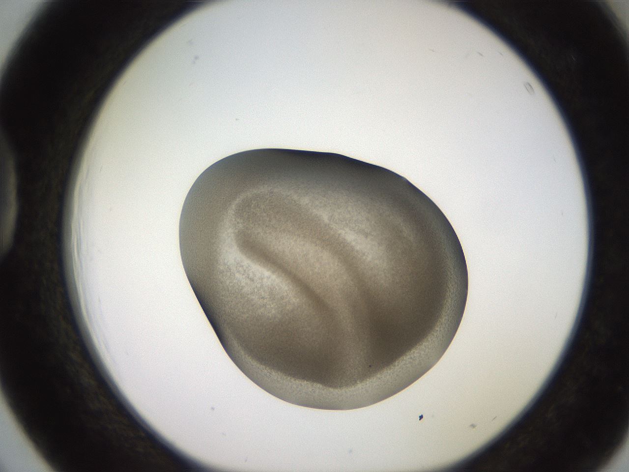 folderID249_plateID2249_batchID10284_wellNum39_profileID1_d1_r156298_ef.jpg