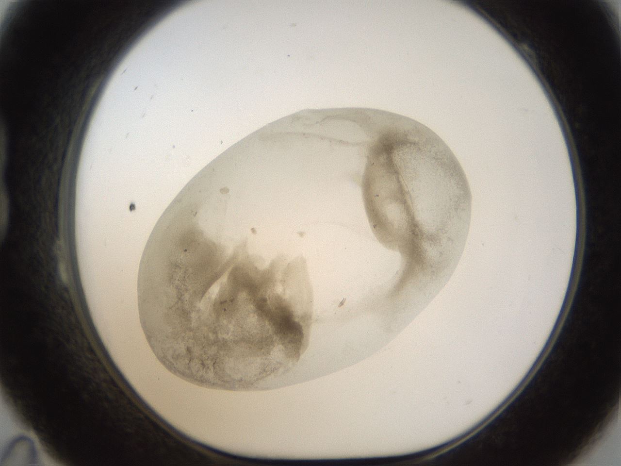folderID24_plateID1024_batchID1892_wellNum23_profileID1_d1_r43290_ef.jpg