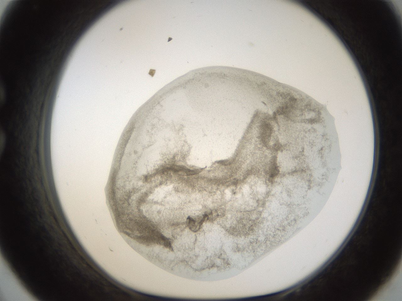 folderID24_plateID1024_batchID1892_wellNum33_profileID1_d1_r43300_ef.jpg