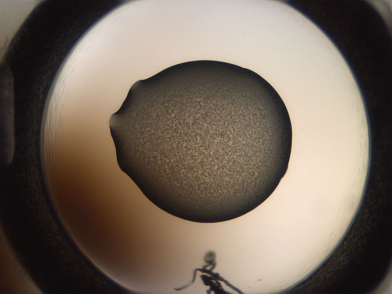 folderID249_plateID2249_batchID10284_wellNum85_profileID1_d1_r156390_ef.jpg