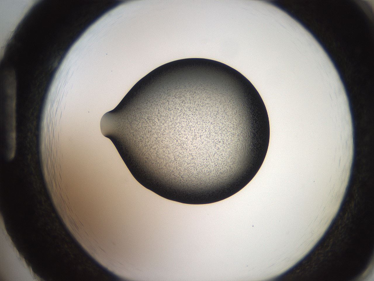 folderID249_plateID2249_batchID10284_wellNum86_profileID1_d1_r156392_ef.jpg