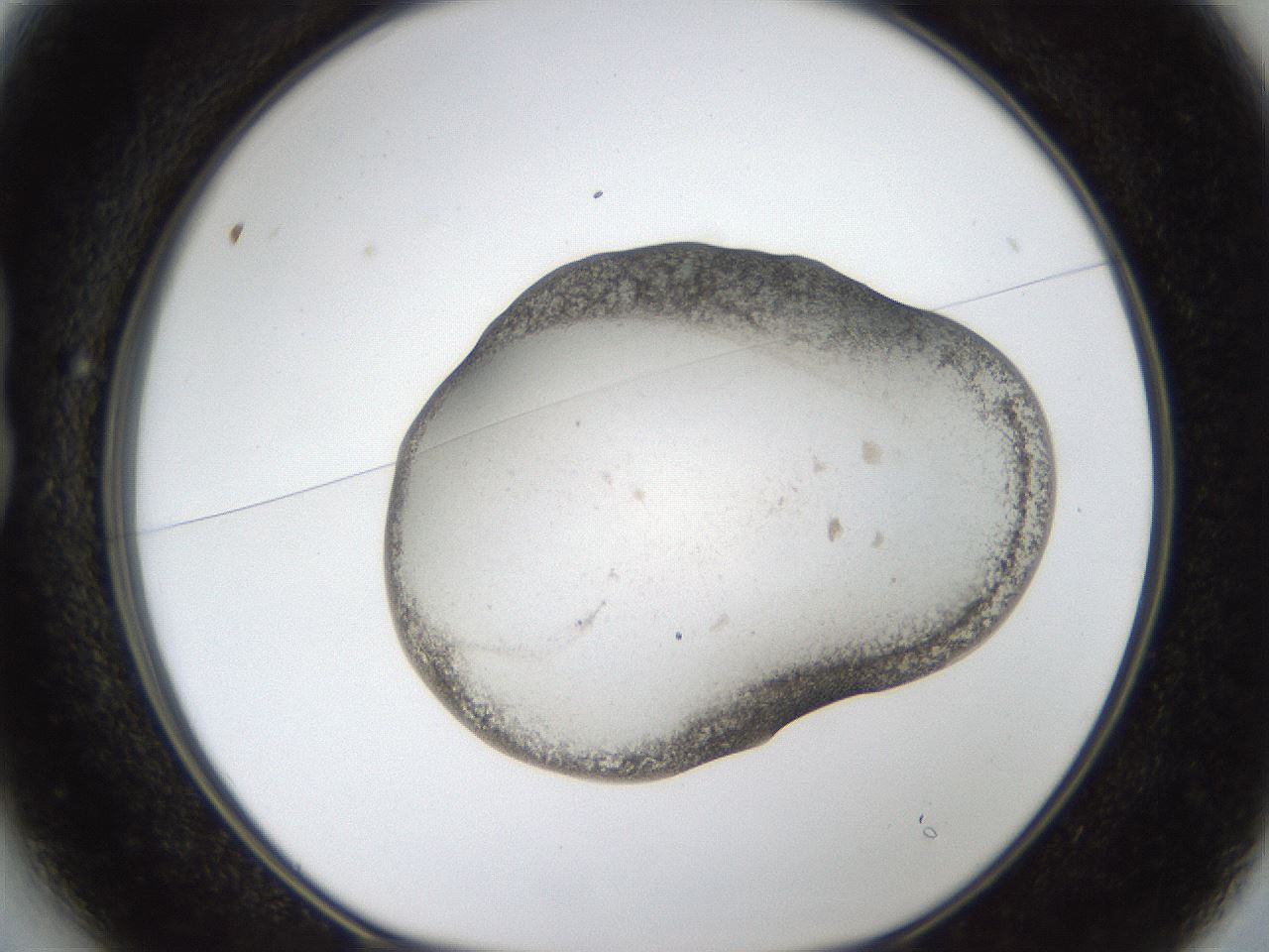 folderID24_plateID1024_batchID1892_wellNum13_profileID1_d1_r43280_ef.jpg