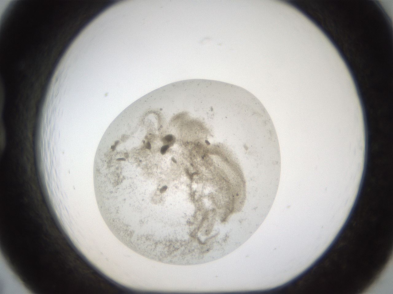 folderID24_plateID1024_batchID1892_wellNum19_profileID1_d1_r43286_ef.jpg