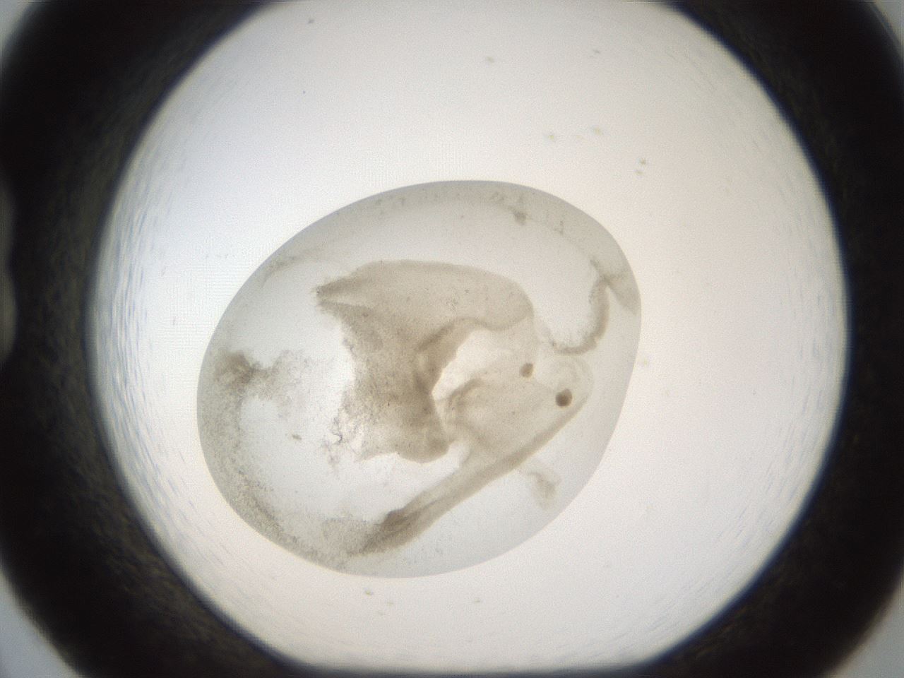 folderID24_plateID1024_batchID1892_wellNum20_profileID1_d1_r43287_ef.jpg
