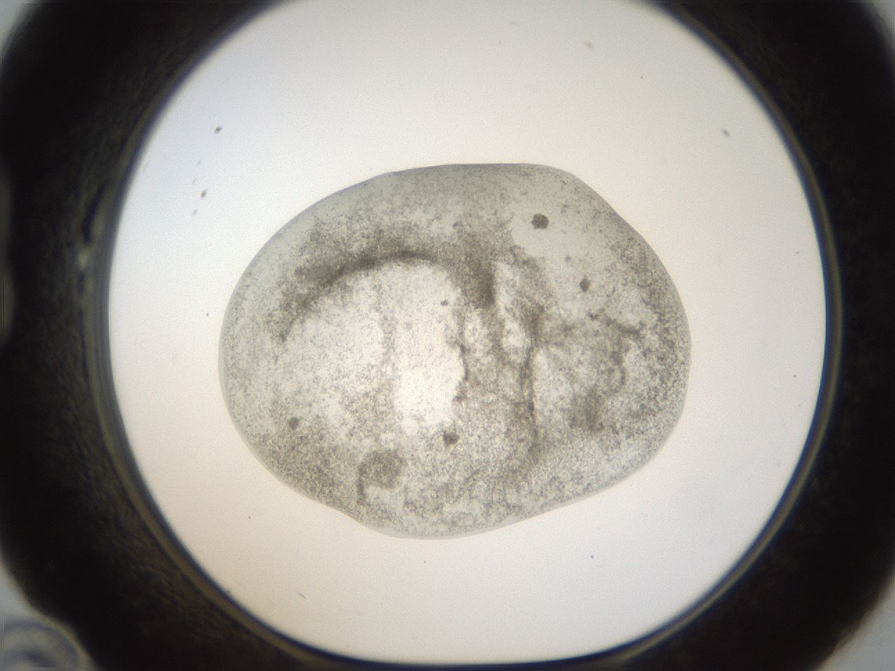folderID24_plateID1024_batchID1892_wellNum22_profileID1_d1_r43289_ef.jpg