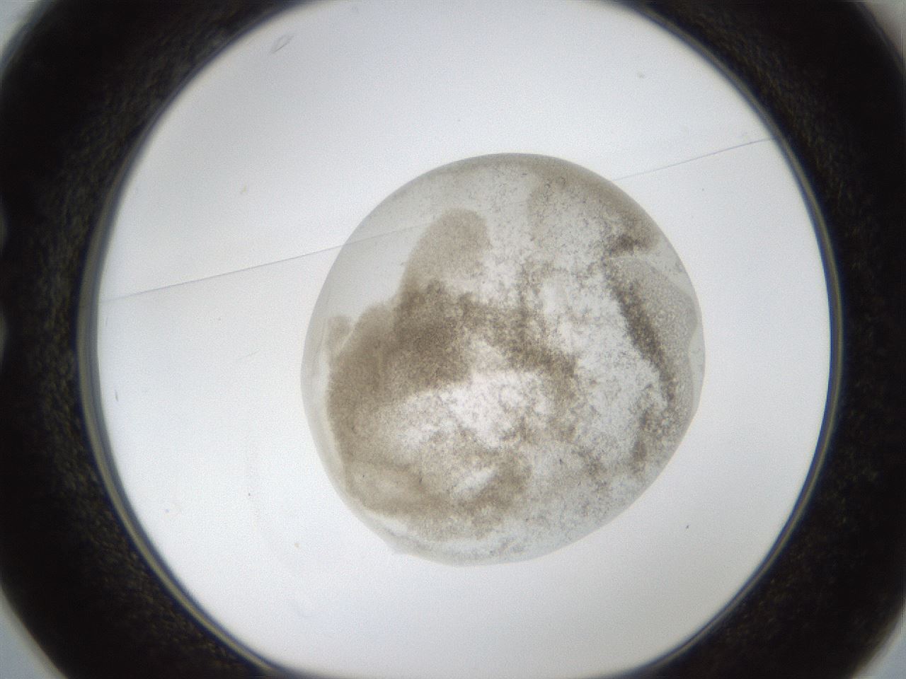 folderID24_plateID1024_batchID1892_wellNum25_profileID1_d1_r43292_ef.jpg