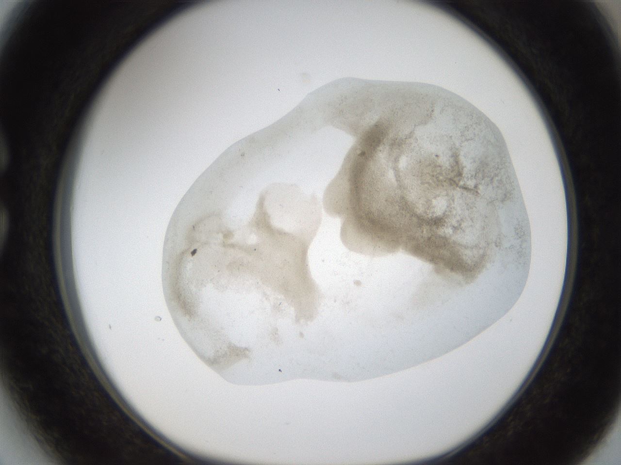 folderID24_plateID1024_batchID1892_wellNum27_profileID1_d1_r43294_ef.jpg