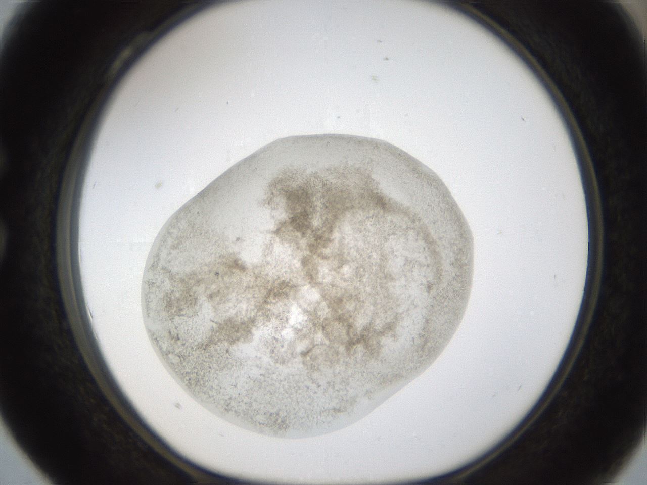 folderID24_plateID1024_batchID1892_wellNum28_profileID1_d1_r43295_ef.jpg