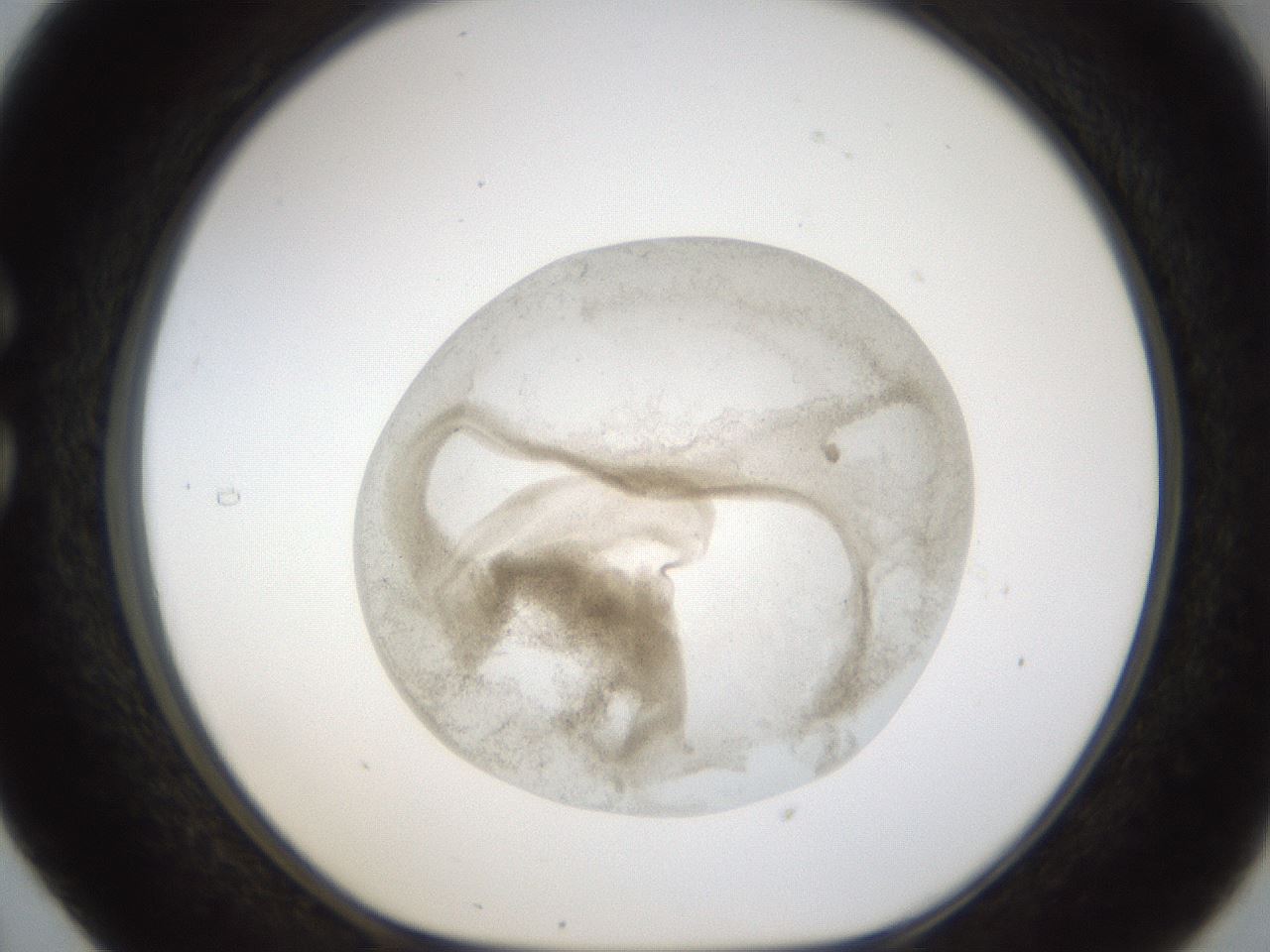 folderID24_plateID1024_batchID1892_wellNum29_profileID1_d1_r43296_ef.jpg