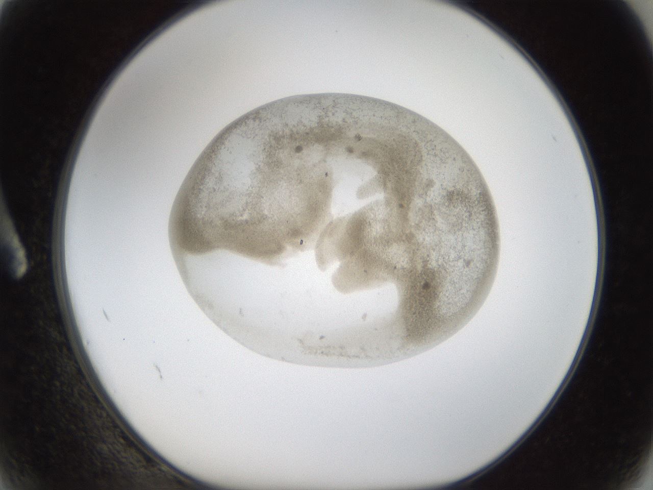 folderID24_plateID1024_batchID1892_wellNum2_profileID1_d1_r43269_ef.jpg