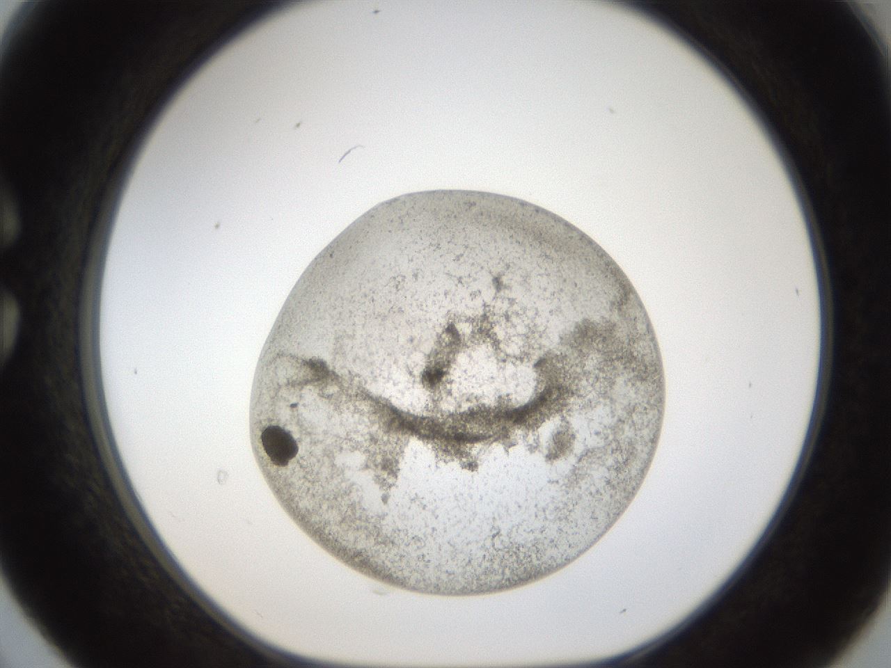 folderID24_plateID1024_batchID1892_wellNum30_profileID1_d1_r43297_ef.jpg