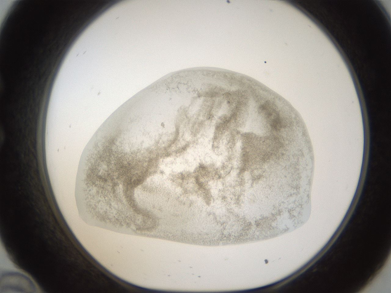 folderID24_plateID1024_batchID1892_wellNum34_profileID1_d1_r43301_ef.jpg