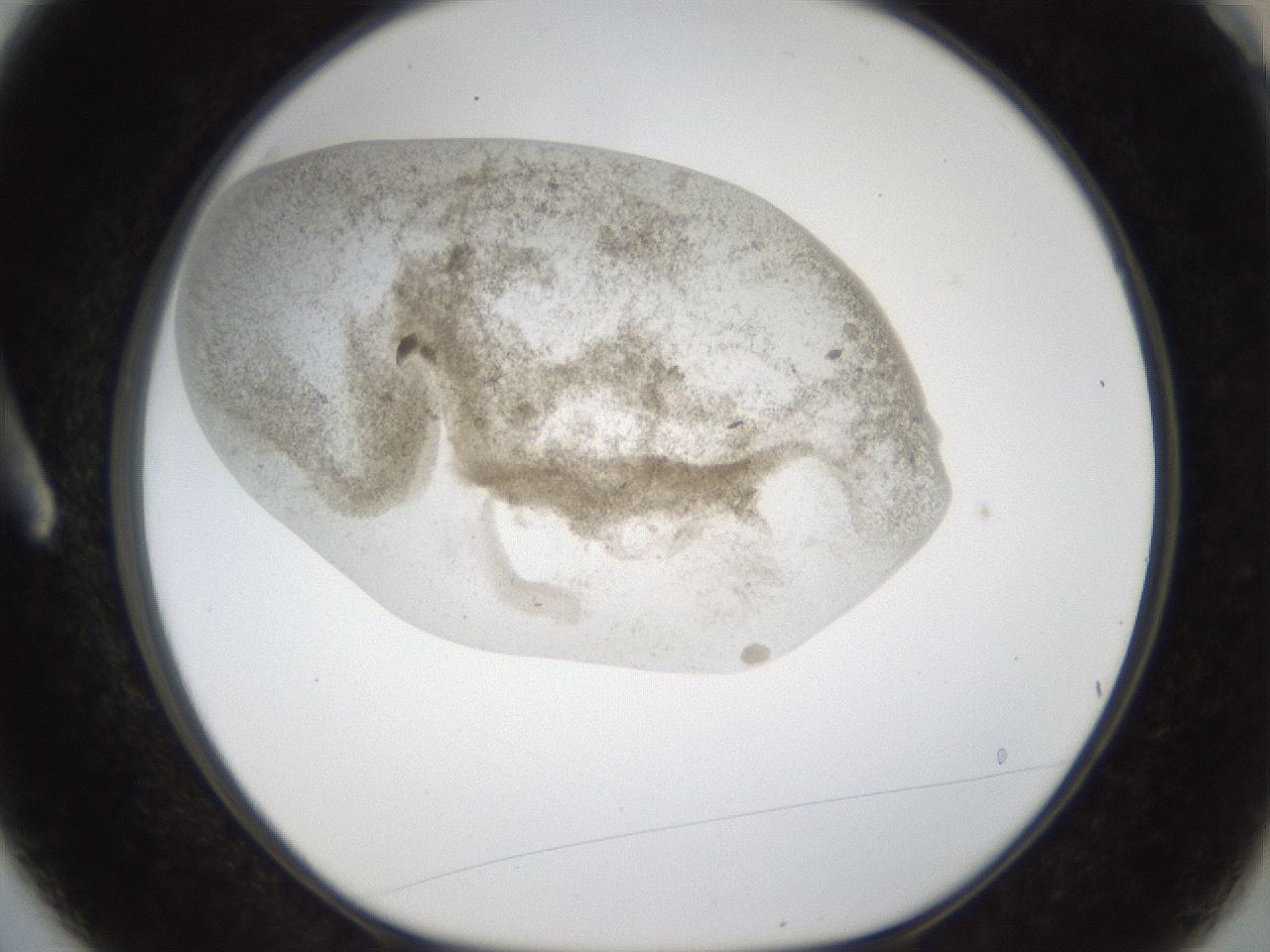 folderID24_plateID1024_batchID1892_wellNum3_profileID1_d1_r43270_ef.jpg