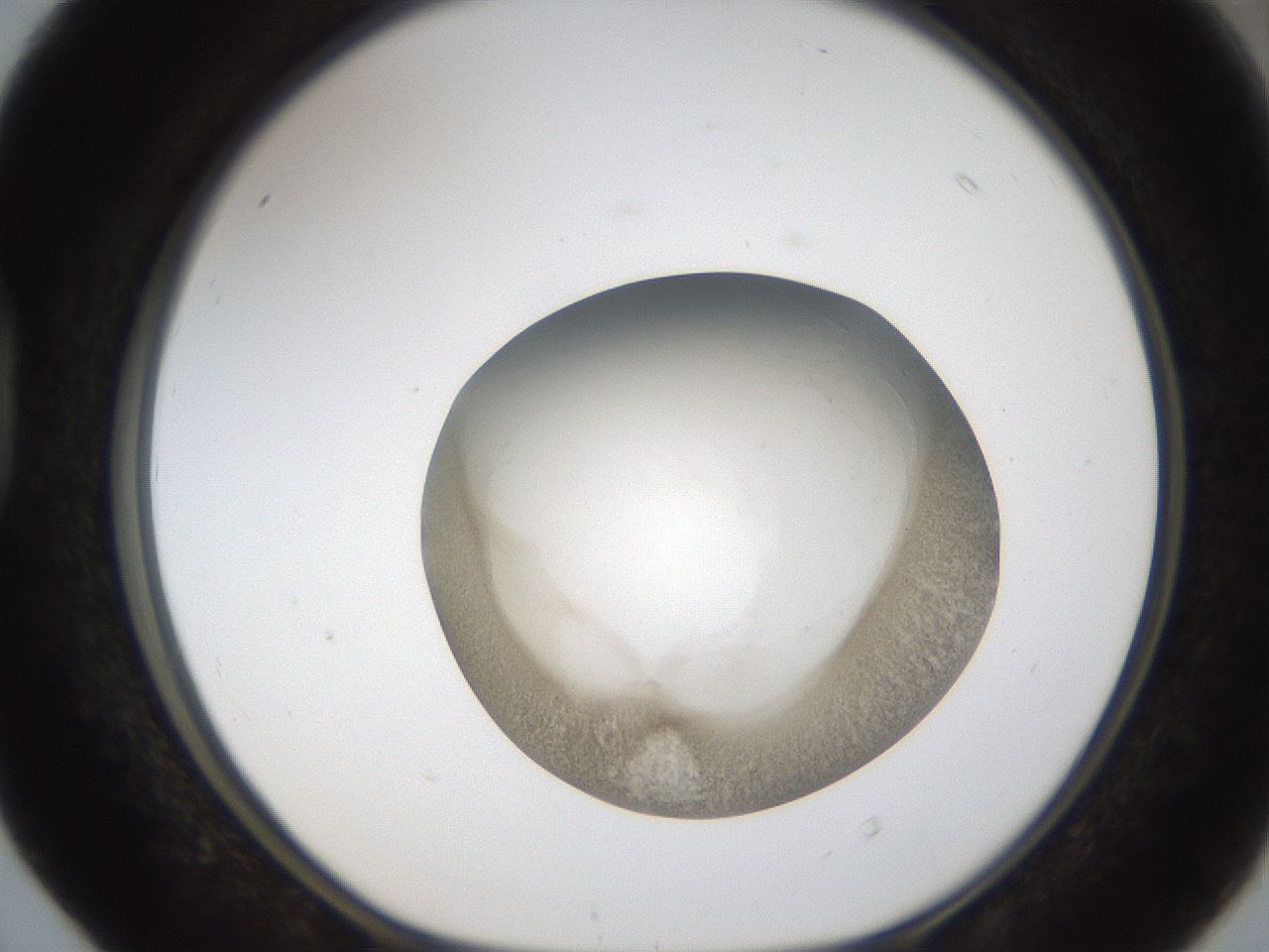 folderID24_plateID1024_batchID1892_wellNum40_profileID1_d1_r43307_ef.jpg