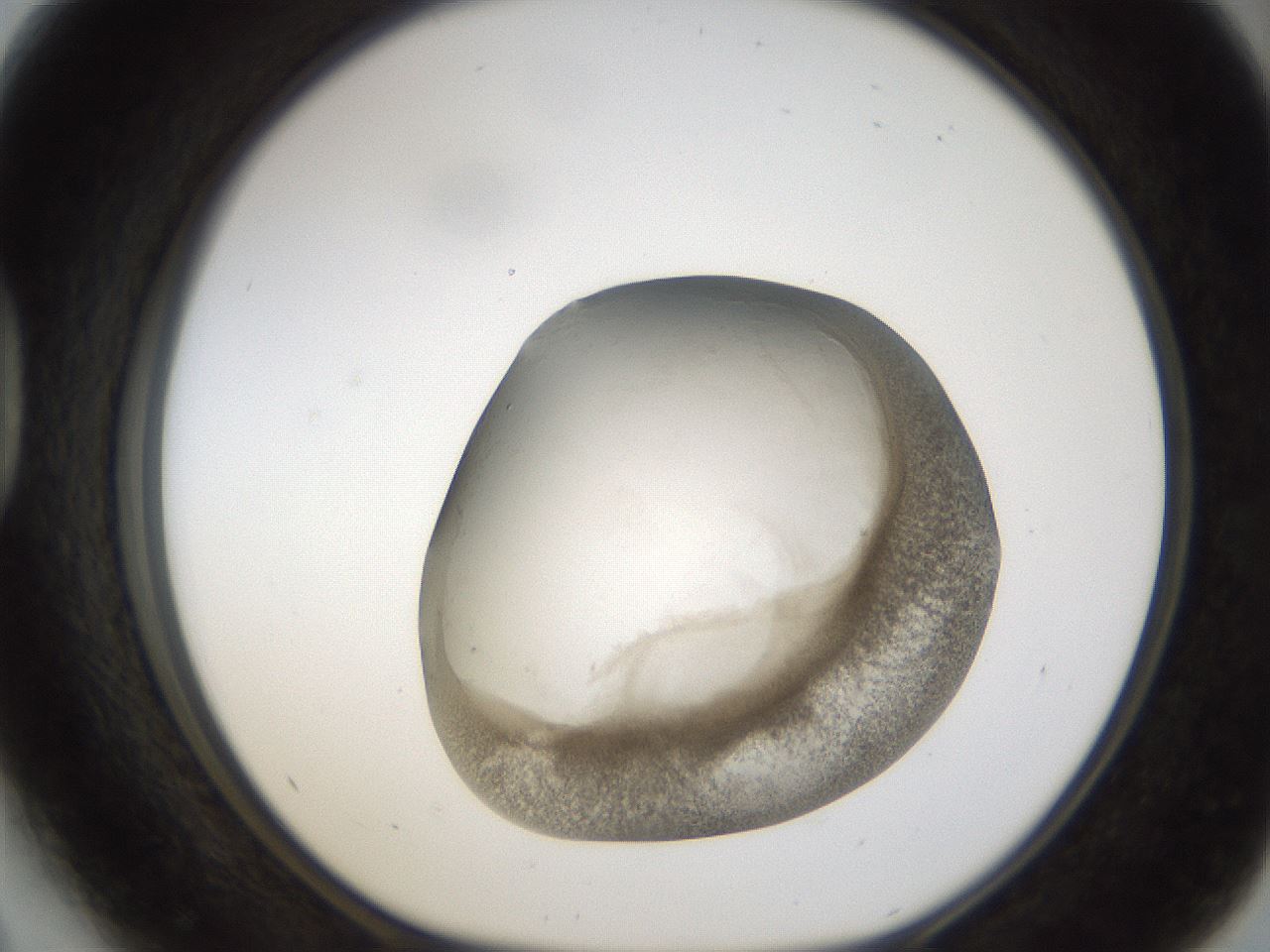 folderID24_plateID1024_batchID1892_wellNum41_profileID1_d1_r43308_ef.jpg
