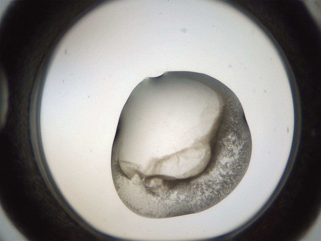 folderID24_plateID1024_batchID1892_wellNum42_profileID1_d1_r43309_ef.jpg