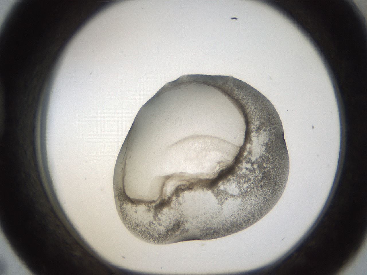 folderID24_plateID1024_batchID1892_wellNum43_profileID1_d1_r43310_ef.jpg