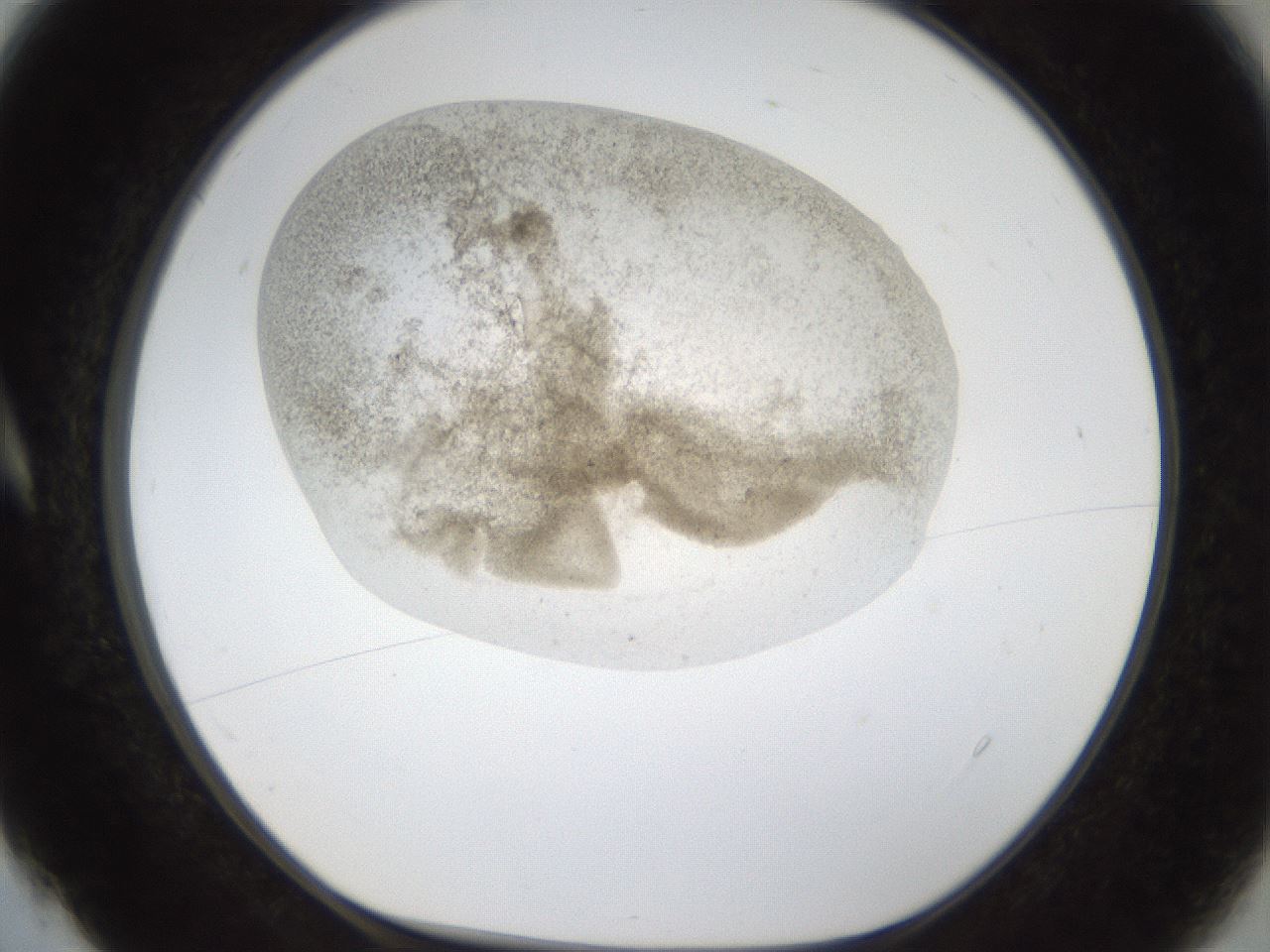 folderID24_plateID1024_batchID1892_wellNum4_profileID1_d1_r43271_ef.jpg