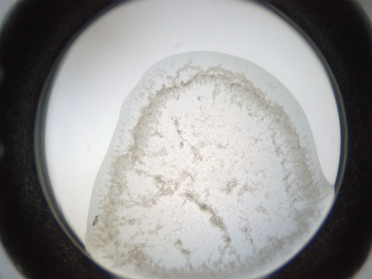 folderID24_plateID1024_batchID1892_wellNum50_profileID1_d1_r43317_ef.jpg